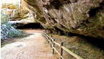 Cincinnati Museum Center and the Cincinnati Zoo Team Up to Evaluate Population Recovery of Cumberland Sandwort